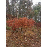 羽毛枫苗木基地