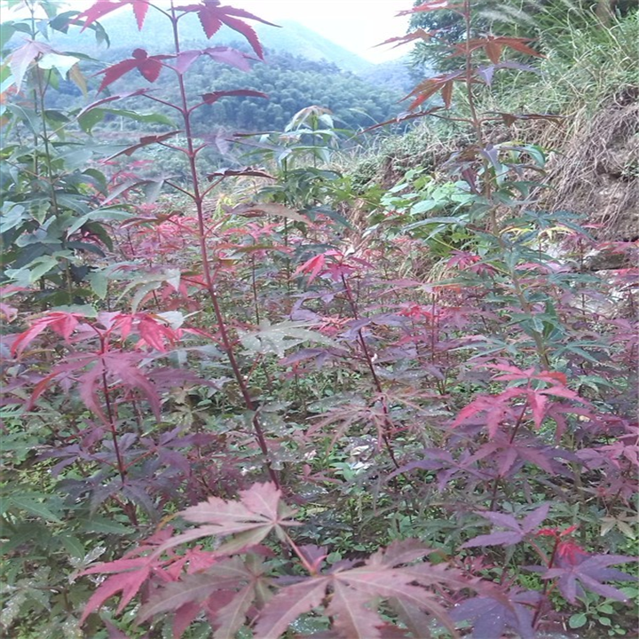 红枫子播苗