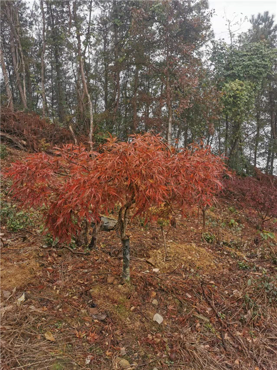羽毛枫苗木基地