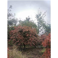 羽毛枫基地羽毛枫基地批发
