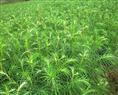 浙江优质红豆杉