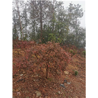 羽毛枫价格