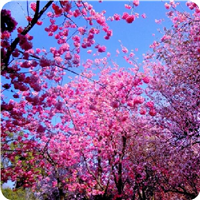 浙江樱花批发
