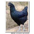 湖南长沙土鸡，绿壳蛋鸡，纯种土鸡种 