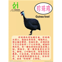 珍珠鸡 