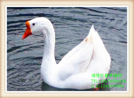 湖南白鹅苗价格，长沙养四季鹅技术，望城哪里有鹅买 