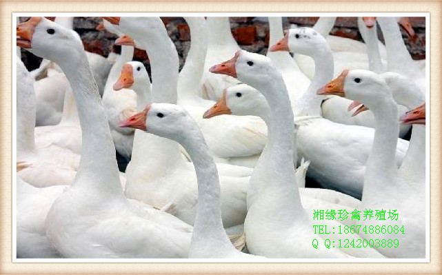 湖南鹅苗，长沙大白鹅，宁乡哪里有鹅养殖场 