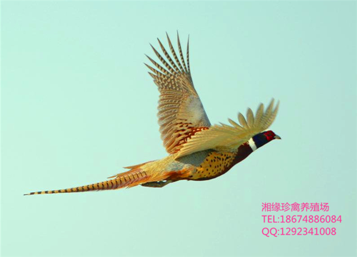 湖南野鸡价格≠湖南山鸡养殖场≠湖南野鸡技术图片视频 