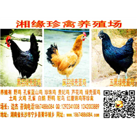 湖南绿壳蛋鸡养殖基地，哪里有绿壳蛋鸡苗买 