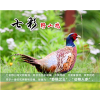 湖南长沙野鸡山鸡野鸡养殖技术美国七彩山鸡野鸡 