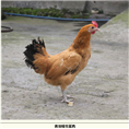 湖南绿壳蛋鸡%湖南绿壳蛋鸡价格%湖南绿壳蛋鸡批发 