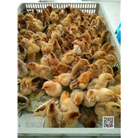 湖南土鸡苗批发 