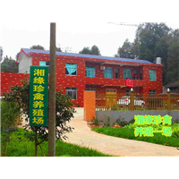 湖南火鸡养殖基地，哪里有火鸡苗出售 