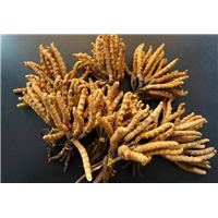 马鞍山虫草回收