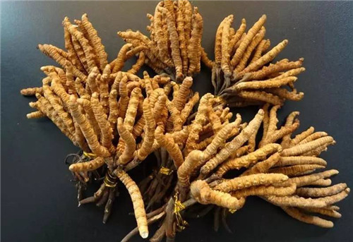 马鞍山虫草回收