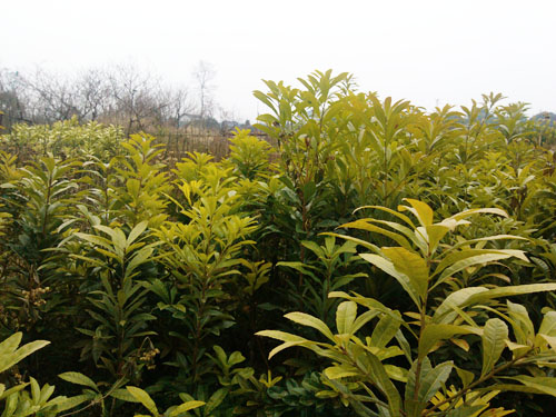 荸荠种杨梅-湖南荸荠种杨梅