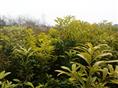 荸荠种杨梅-湖南荸荠种杨梅