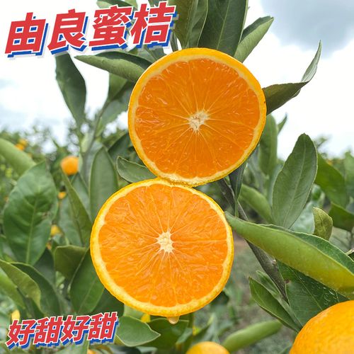 湖南由良蜜桔苗