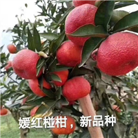 安江媛红椪柑苗
