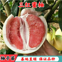 怀化三红蜜柚苗