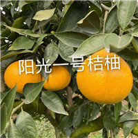 安江一号桔柚苗批发