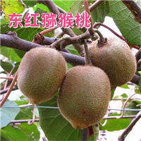 怀化东红猕猴桃苗