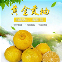 怀化黄金贡柚树苗批发