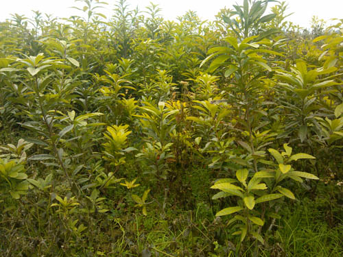 荸荠种杨梅-湖南荸荠种杨梅1