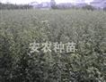 梨苗基地-安江梨苗/湖南梨苗