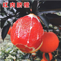 怀化红肉脐橙树苗