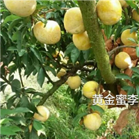 怀化黄金蜜李树苗L大小规格都有