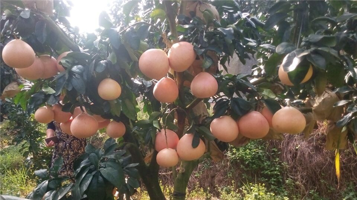 湖南三红蜜柚|湖南红中红蜜柚|湖南红皮红肉蜜柚-安江农校 