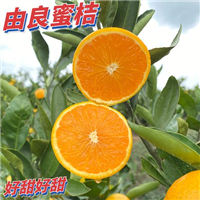 湖南由良蜜桔苗