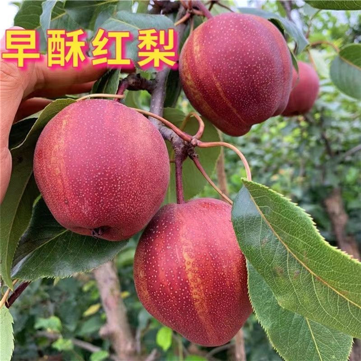 怀化早酥红梨树苗供应