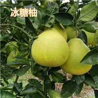 安江冰糖柚苗