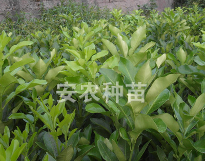 三红蜜柚苗-安江三红蜜柚苗/湖南三红蜜柚