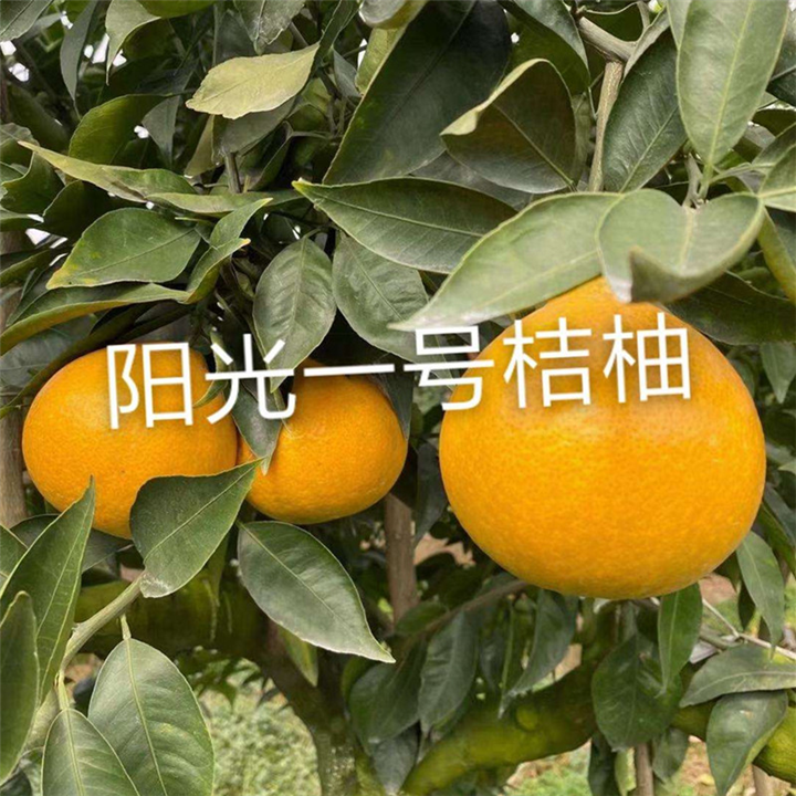 安江一号桔柚苗批发