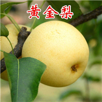 湖南黄金梨树苗供应