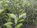 锦红冰糖橙苗-安江锦红冰糖橙苗