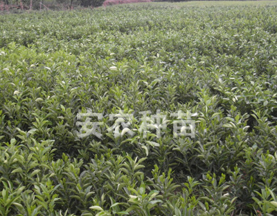 柑橘苗基地-安江柑橘苗基地2