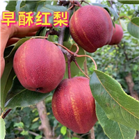 怀化早酥红梨树苗供应