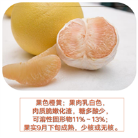 安江早香柚苗