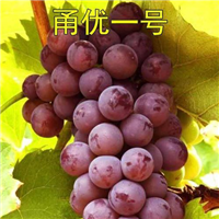 安江甬优1号葡萄苗