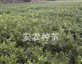 柑橘苗基地-安江柑橘苗基地2