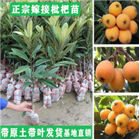 湖南大五星枇杷树苗