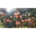 湖南三红蜜柚|湖南红中红蜜柚|湖南红皮红肉蜜柚-安江农校 