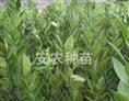 大分一号特早熟蜜-安江大分一号特早熟蜜2