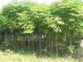 栾树苗（摇钱树）-安江栾树苗（摇钱树）2