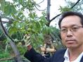 安江早香柚/湖南火红桔/苗疆冬梨5