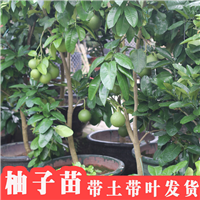 怀化红心蜜柚苗产地直供